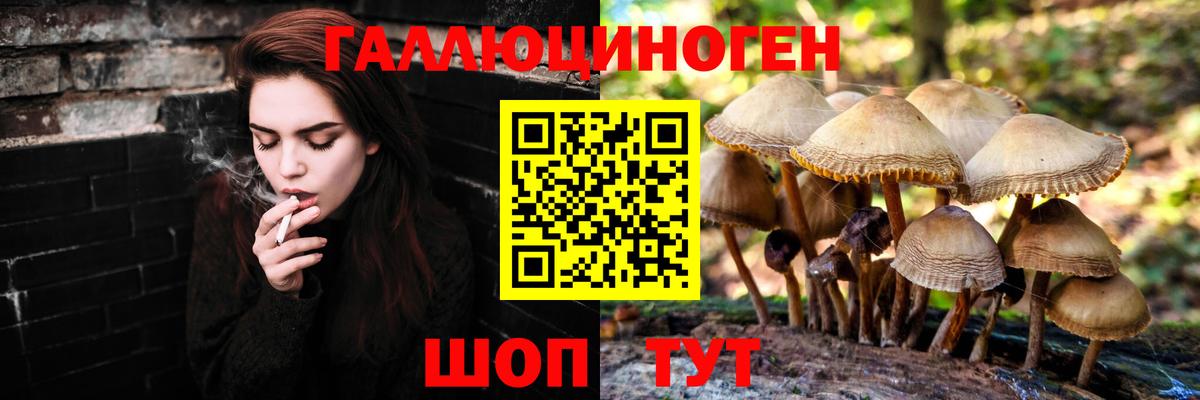 Псилоцибиновые грибы Psilocybine cubensis  Вход с VPN  Галлюциногенные грибы мицелий  Кудрово 